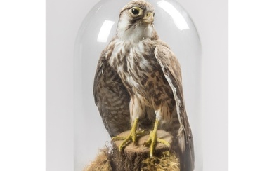 AN EARLY 20TH CENTURY TAXIDERMY PEREGRINE FALCON UNDER A LAT...