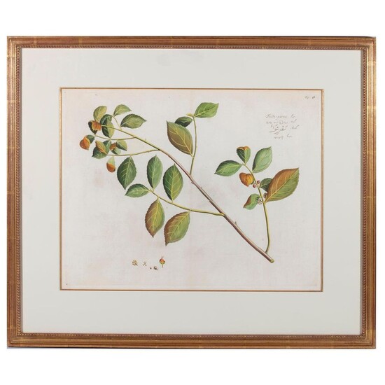 Botanic plate 'Tinda-parua' Mark Catesby (1683-1749)