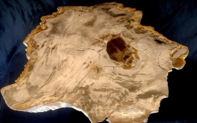 Coffee table - Fossil Wood.
