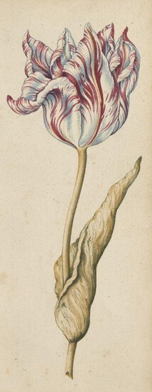 Dutch School, late 18th / early 19th century- Study of a tulip; watercolour on laid paper, 26.7 x 10.5 cm., (unframed). Provenance: Private Collection, UK.