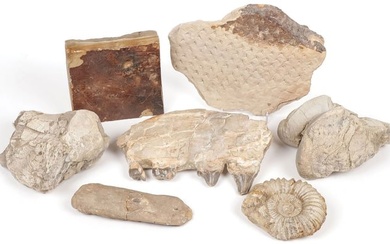 GROUP OF FOSSILS