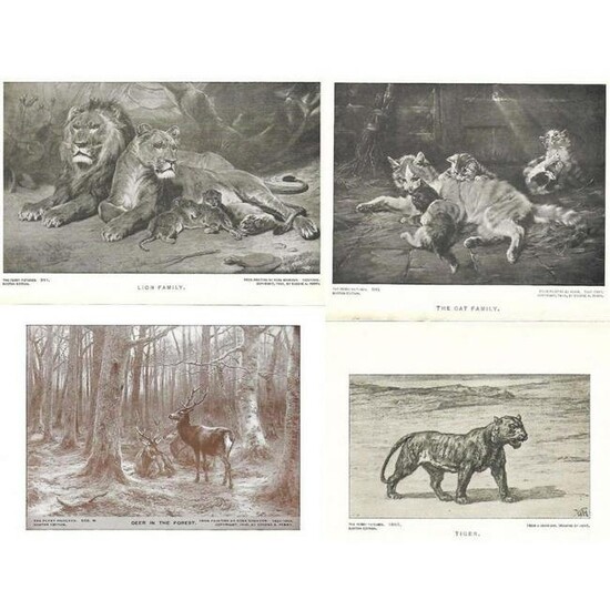 Group of Early 1900's Half Tone Prints, Animals, Lion