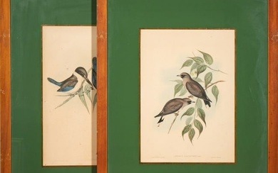 John Gould, English (1804 - 1881), Two Colored Bird Prints