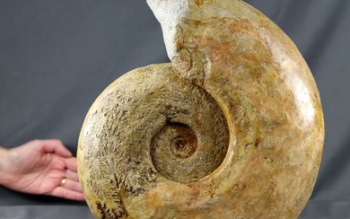 Large Jurassic Ammonite - with nice preservation of living chamber and aperture - Harpoceras cf lassum ( 37 cm !! )