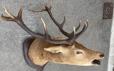 Large Red Deer Stag Head-mount "in sneak" - on shield Trophy - Cervus elaphus - 110×90×92 cm