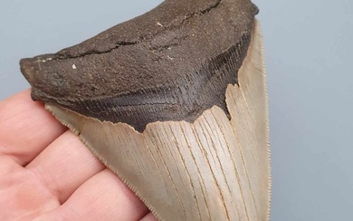 Megalodon Shark - Tooth - Carcharocles megalodon - 118×86×22 mm