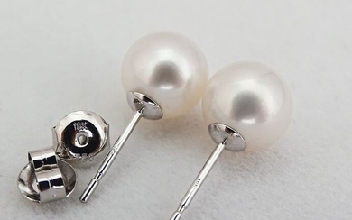 No Reserve Price - Akoya pearls, Premium 8,5 -9 mm - Earrings, 18 kt. White Gold