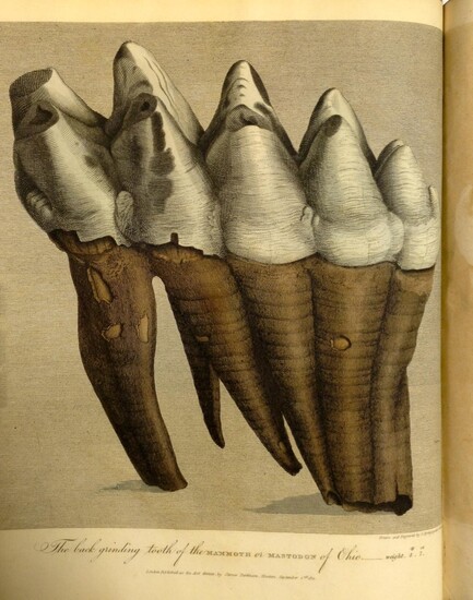 Organic remains of a former world. An examination of the mineralized remains of the vegetables and animals of the antediluvian world; generally termed extraneous fossils. [First editions of all three volumes: 1804, 1808, 1811, with 53 hand-colored...