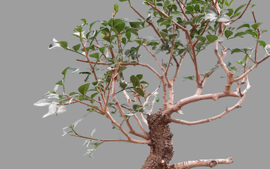 Pistacia lentiscus Bonsai tree 35 year old plant