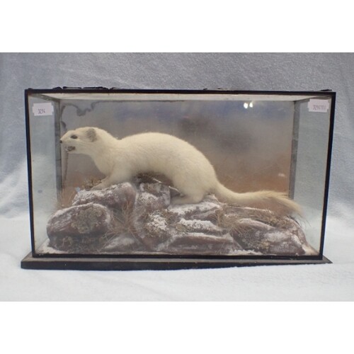 TAXIDERMY: A CASED PALE STOAT the case with retailer's label...