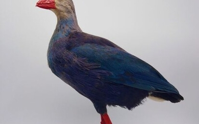 Western Swamphen, aka Sultana Bird - Porphyrio porphyrio - 36×21×32 cm