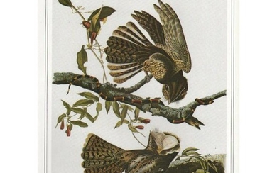 c1946 Audubon Print, #52 Chuck-Will's-Widow