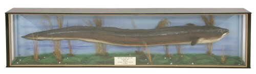 EEL RECORD a large taxidermy British record eel conger