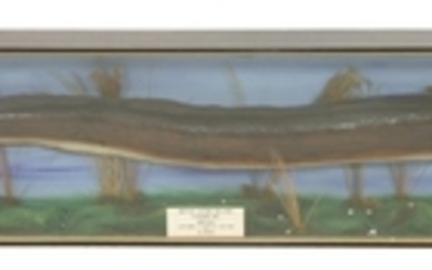 EEL RECORD a large taxidermy British record eel conger