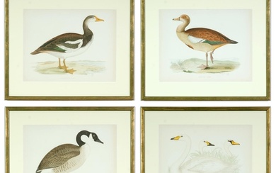 A SET OF FOUR BRITISH GAME BIRDS, swans and geese, handcolou...