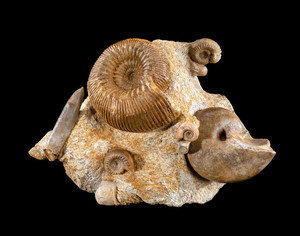 Ammonite and Nautiloid