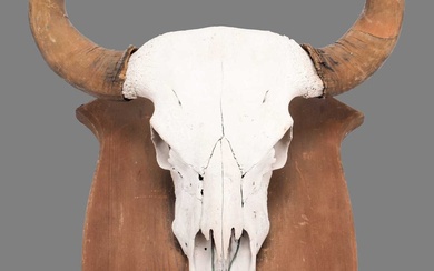 Antlers/Horns: Indian Gaur Buffalo (Bos gaurus gaurus), circa 1920-1930, India,...