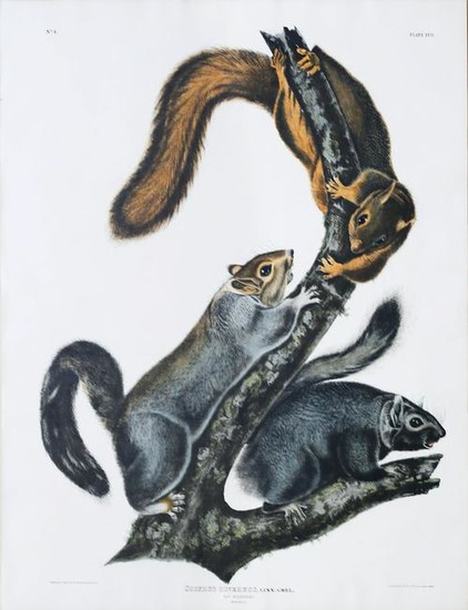 Audubon Lithograph, Audubon Cat Squirrel