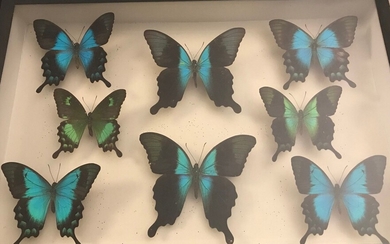 Boite Papilionidae : Peranthus Adaniantos, Papilio Lorquiniani, Peranthus 9exBoite morpho Ciceis, Bresil 59x39cm + 26x19cm...