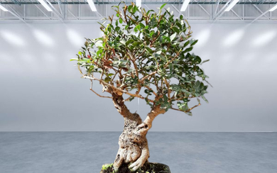 Bonsai Pistacia lentiscus - the tree is at least 30 years old!
