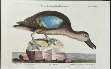 Catesby & Seligmann - Blue-winged Teal. 98