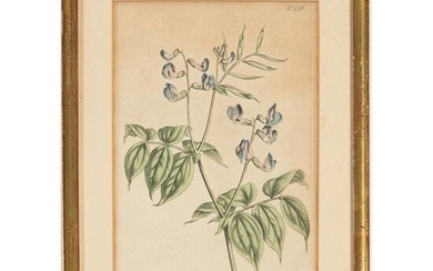 Five W. Curtis Hand-Colored Botanical Prints, Late 18th