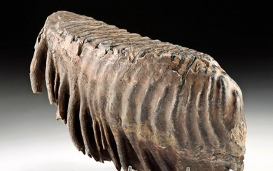 Fossilized Columbian Mammoth Molar, Tulsa River Find!