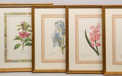 Group of 5 P. J. Redoute Botanical Prints