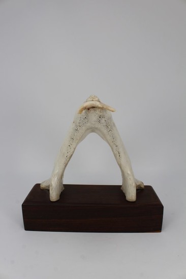 Inuit, Carved Bone Walrus Holding Fish in Mouth