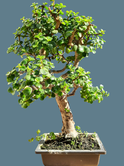 Portulacaria afra Bonsai tree 25 year old plant