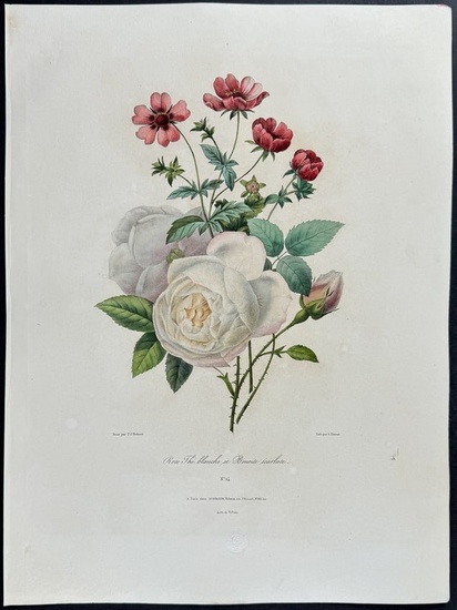 Redoute & Villain - Bouquet of Flowers: Rose. 14