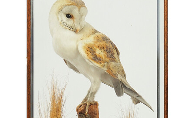 TAXIDERMY; A BARN OWL WITH ARTICLE 10 TRANSACTION CERTIFICATE NO. 250022/03