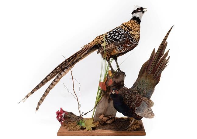 Taxidermy: Reeves Pheasant & Melanistic Pheasant, circa 20th century, an...