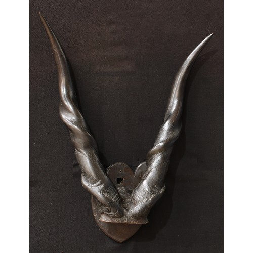 Taxidermy - antelope horns, possibly giant eland (Taurotragu...