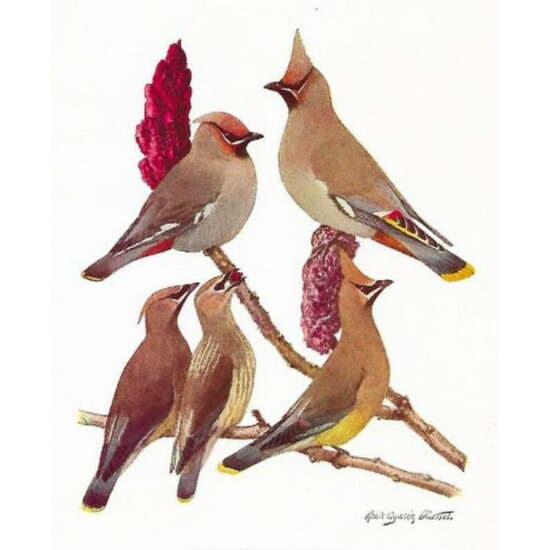 1936 Pearson Birds, #90 Waxwing (Bohemian, Cedar)
