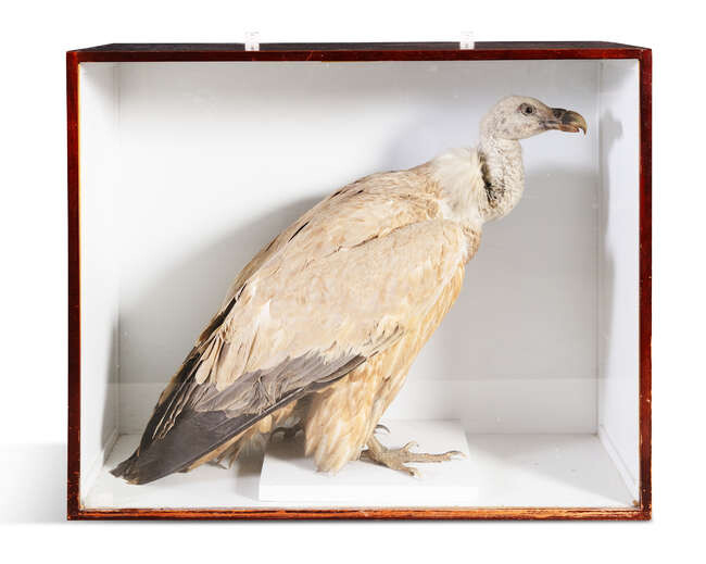 A 19TH CENTURY TAXIDERMY SPECIMEN OF AN AFRICAN...