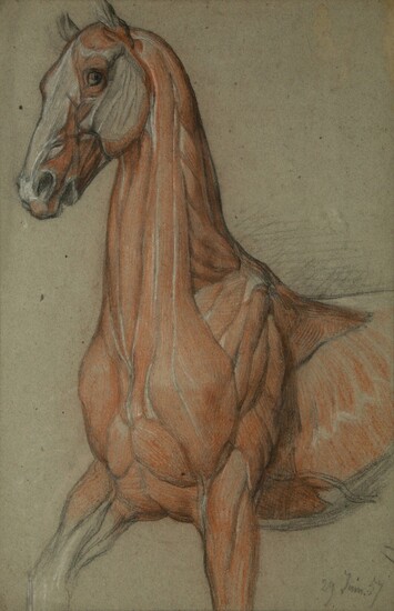 A Group of Five Pencil and Watercolor Sketches Depicting the Anatomy of Equine