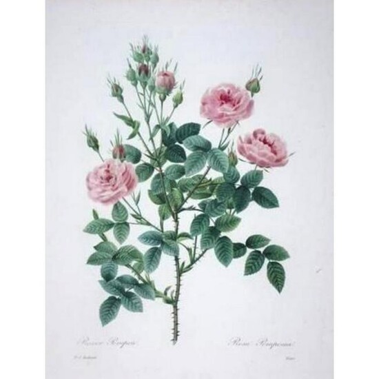 After Pierre-Jospeh Redoute, Floral Print, #133 Rosier