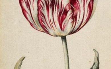 Dutch School, late 18th / early 19th century- Study of a tulip; watercolour on laid paper, 27.6 x 12.2 cm., (unframed). Provenance: Private Collection, UK.