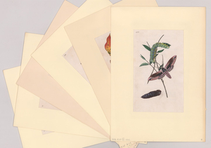 Group of Antique Botanical and Insect Prints (6)