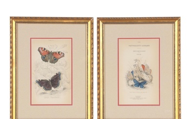 Hand-Colored Etchings After William Lizars of Butterfly Illustrations