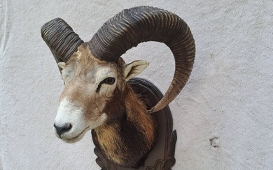Mouflon - Taxidermy head mount - Ovis aries musimon - very big head - on shield - - 57 cm - 40 cm - 41 cm