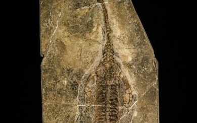 Nicely Preserved Keichousaurus hui Reptile