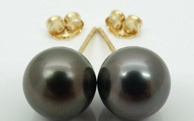 No Reserve Price - Tahitian Pearls, Rikitea Pearls, Dark Green Blue, Round, 8.95, 8.97 mm - 14kt gold - Yellow gold - Stud earrings