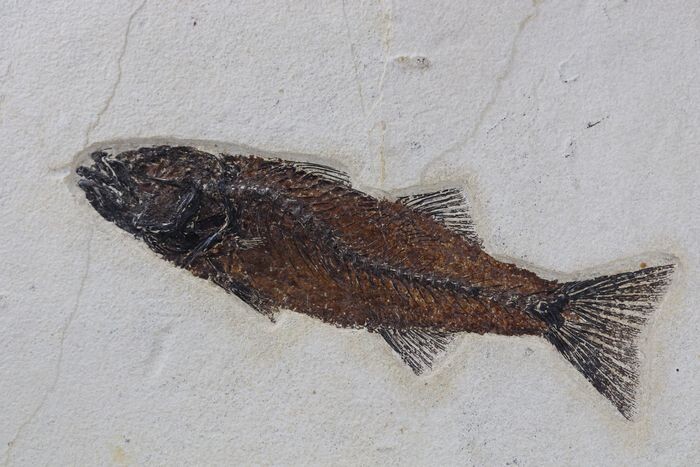 Outstanding fossil fish - Big size - Bones raised from matrix - Mioplosus labracoides ( the fish is 26.5 cm !! ) - 50×40×2 cm