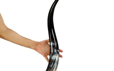 Polished Buffalo Horn on Custom Pedestal - Bubalus bubalis - 670×220×240 mm