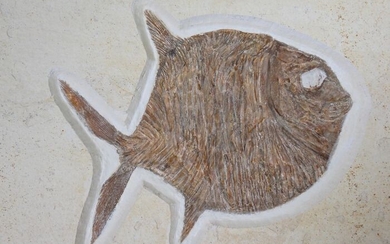 Puffer toothfish - On matrix - Gyrodus circularis - Solnhofener Plattenkalk - 47×43×3.5 cm