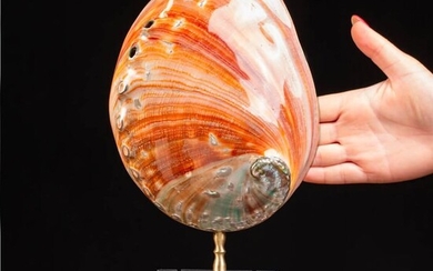 Red Abalone Shell on Custom Plinth - - Haliotis Fulgens - 310×160×100 mm