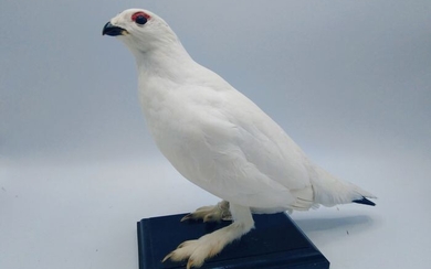 Rock Ptarmigan - pure white adult - Lagopus muta - 25×12×29 cm
