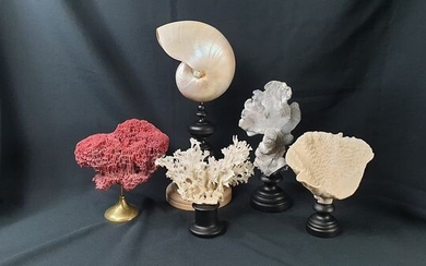 Set of Vintage Corals on turned plinths -with large polished Nautilus - Acropora sp. and Nautilus sp - 0×0×0 cm - 5